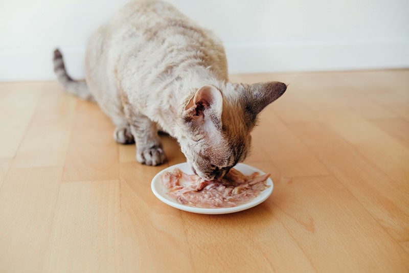 kat die thuis nat tonijnvoer van het witte bord eet