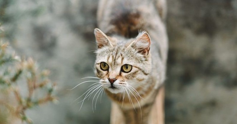 Kattenportret