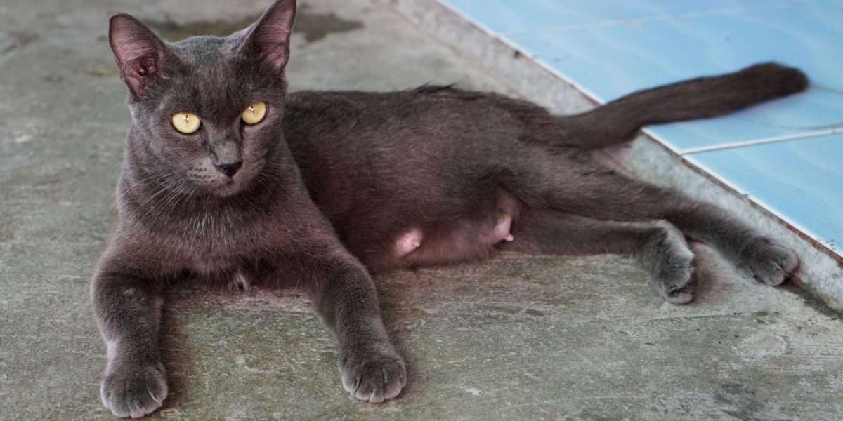 Afbeelding van een kat met borstkliervergroting, die een potentieel gezondheidsprobleem benadrukt