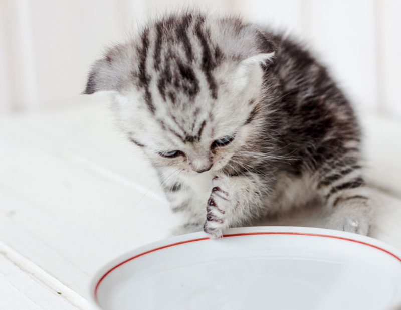 kitten drinkt water uit de waterbak