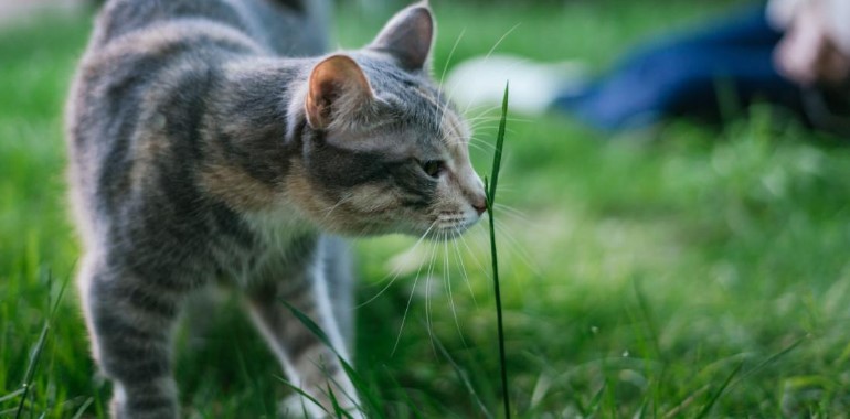 Nieuwsgierige kat snuffelt aan een grasspriet, een demonstratie van zijn scherpe reukzin en verkenning van de omgeving.