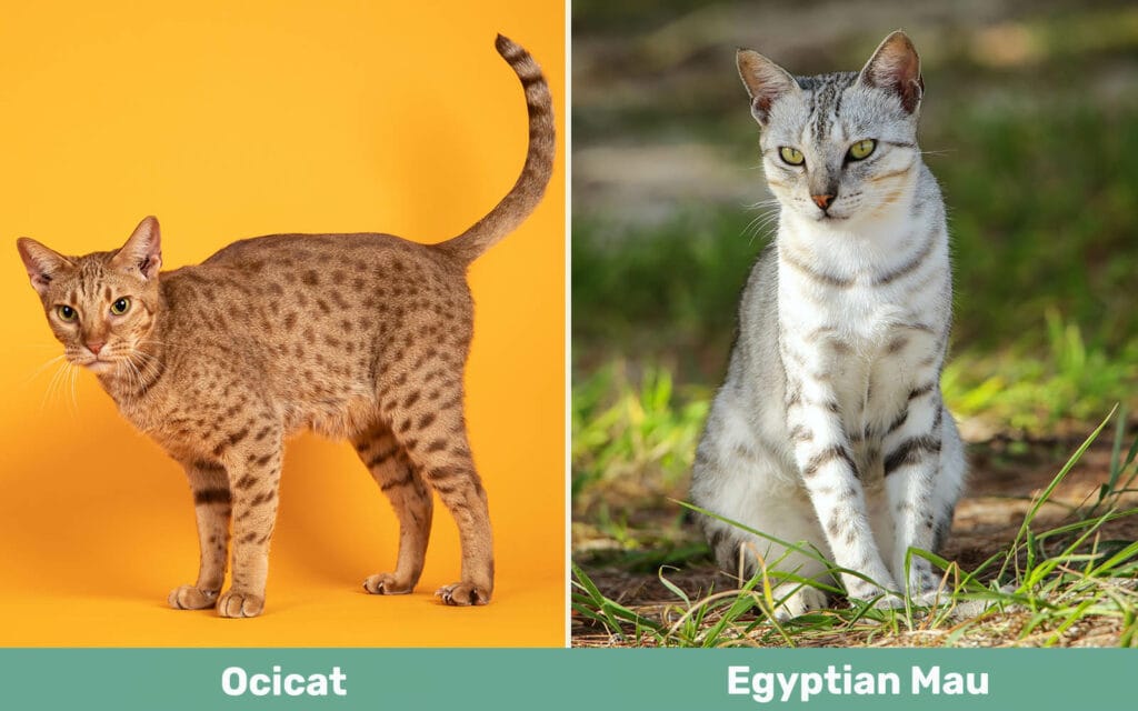 Ocicat vs Egyptische Mau zij aan zij