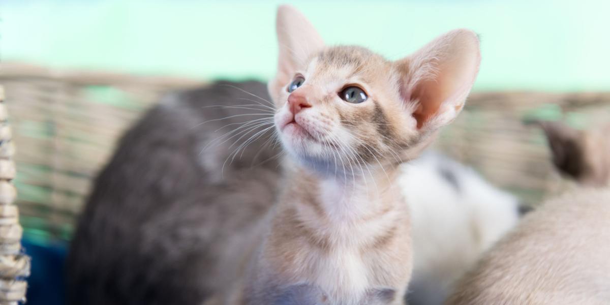 Single Kitten Syndrome: Moet je je zorgen maken?