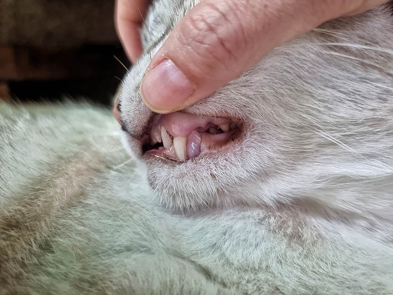 Kat met bleek tandvlees