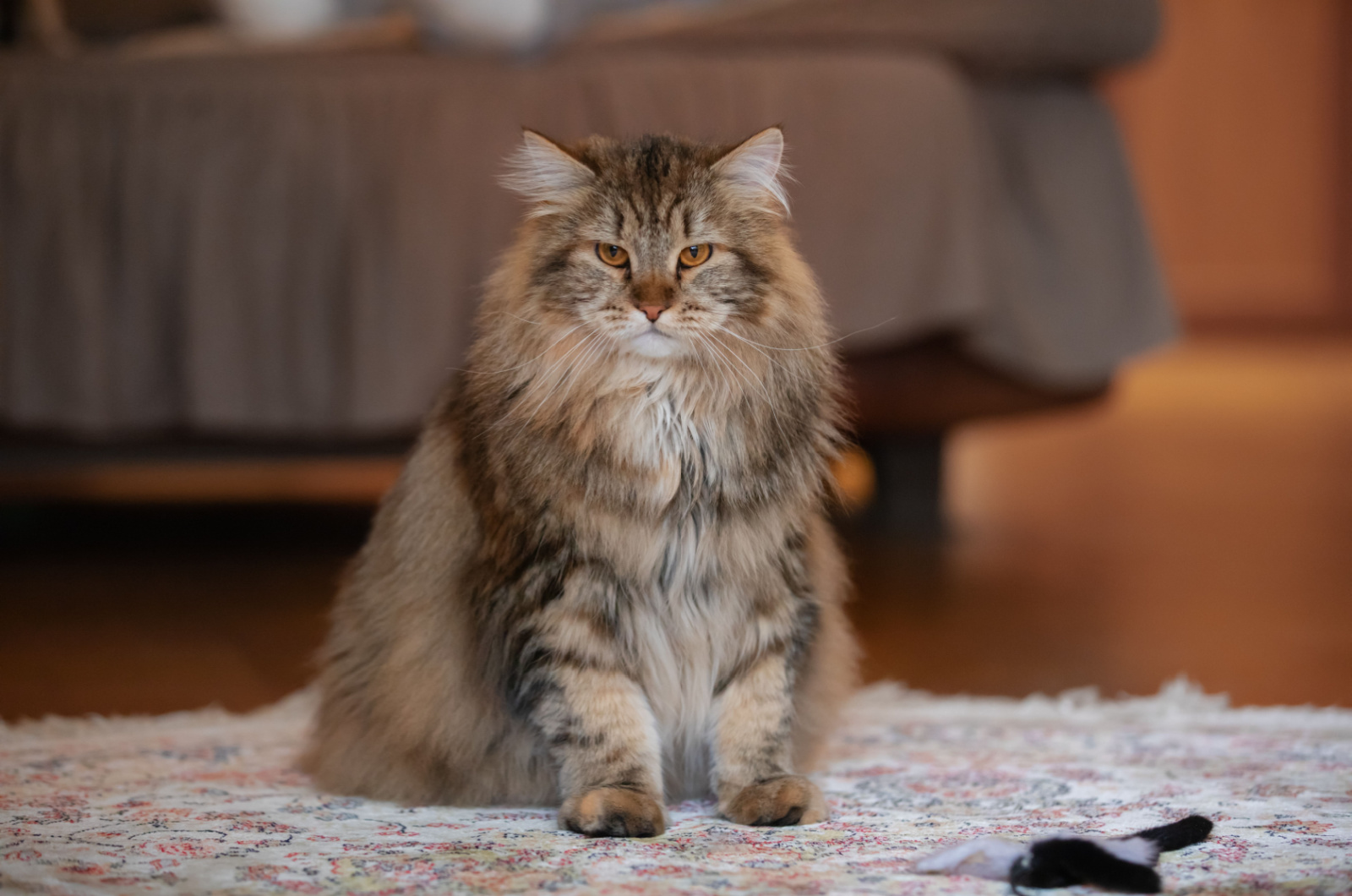 Siberische kat die op tapijt zit