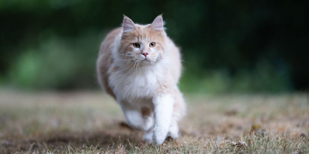 Actieve Maine Coon-kat in beweging, slenterend door een tuin met een sfeer van nieuwsgierigheid en verkenning