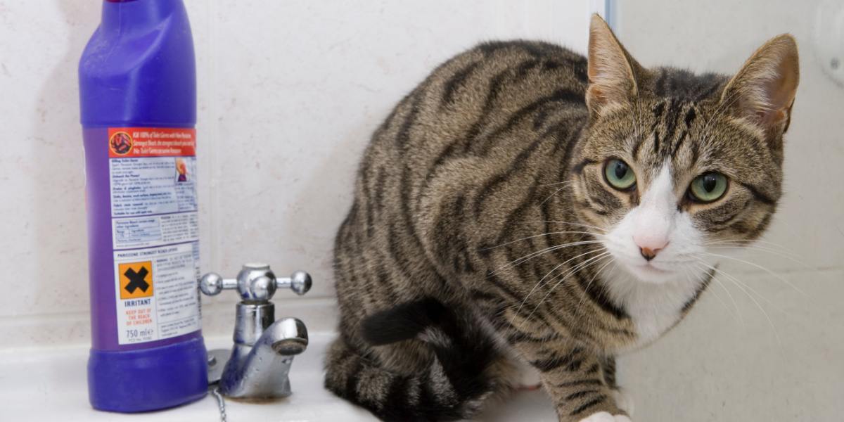 Kat in een wastafel in de badkamer naast een bak bleekmiddel.