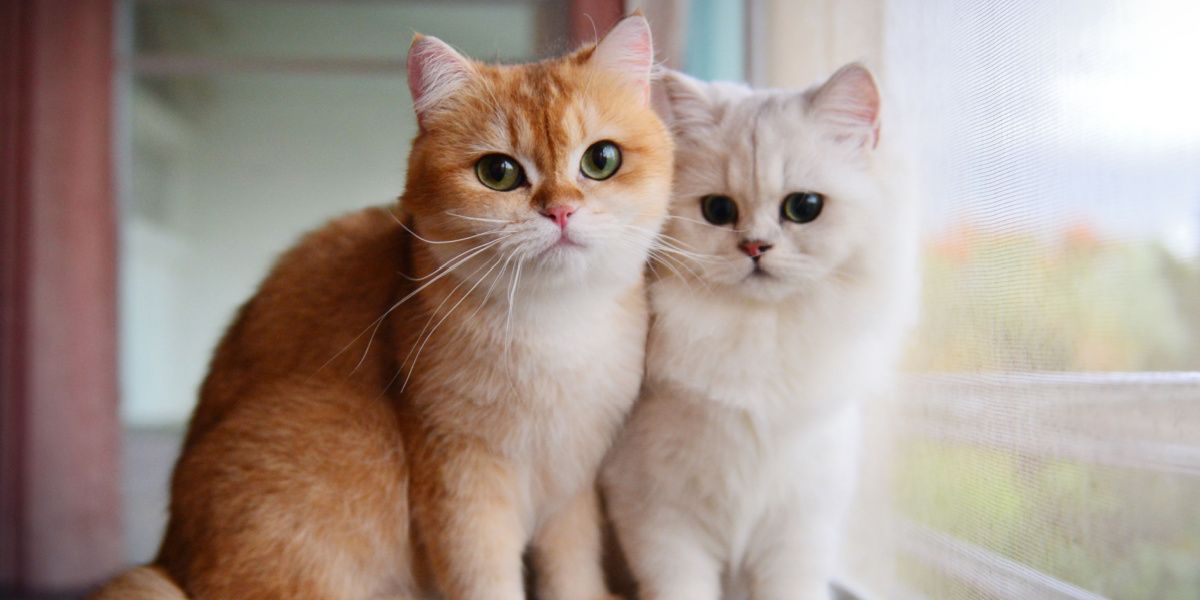 Afbeelding met twee gedomesticeerde katten die doen denken aan Garfield, gepositioneerd bij een raam