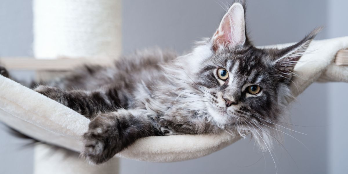 Leuke tabby zilvergrijze jonge maine coon kat liggend op hangmat op krabpaal