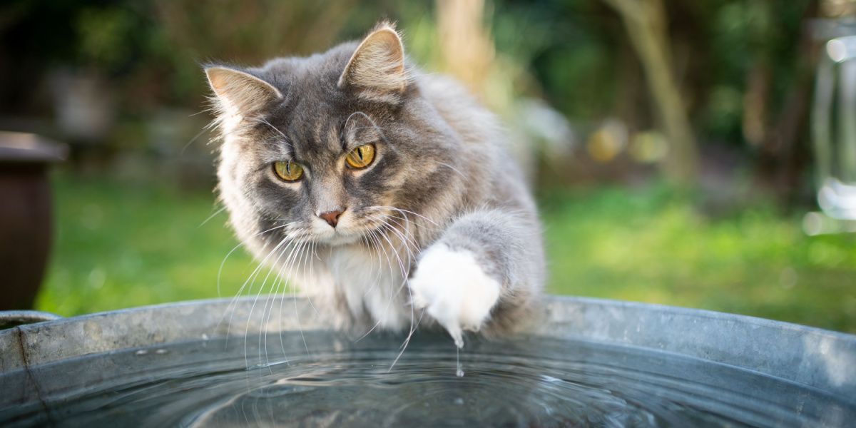 Blauwe tabby en witte Maine Coon kat speels interactie met water
