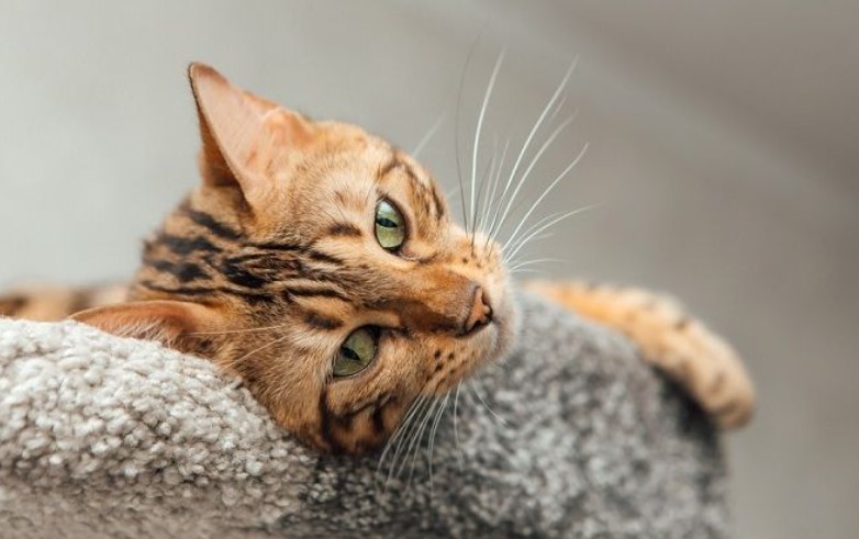 bengaalse kat liggend op een zachte kattenplank