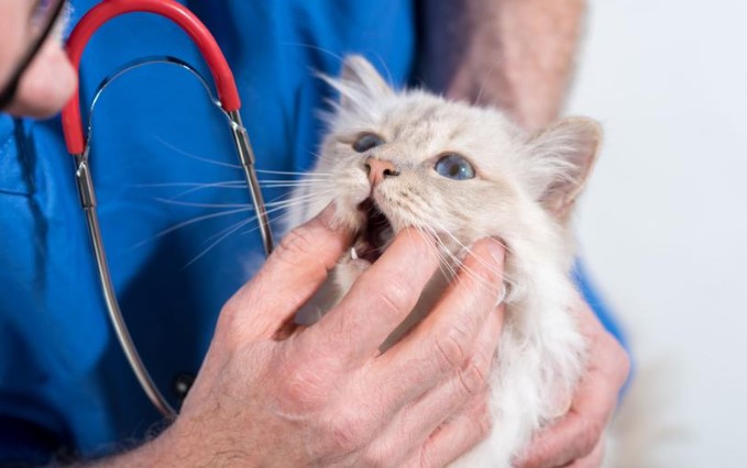 onderzoek van het gebit van een kat door een dierenarts