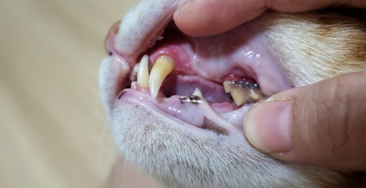 tandvleesaandoening bij de kat