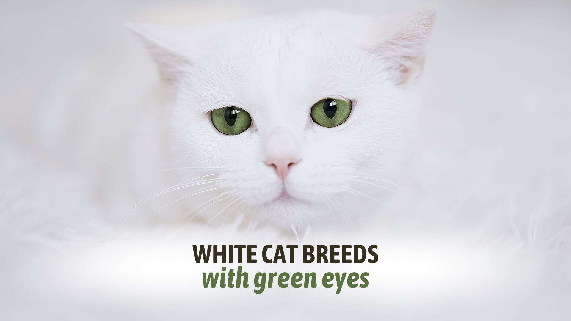 13 Gorgeous White Cat Breeds With Green Eyes