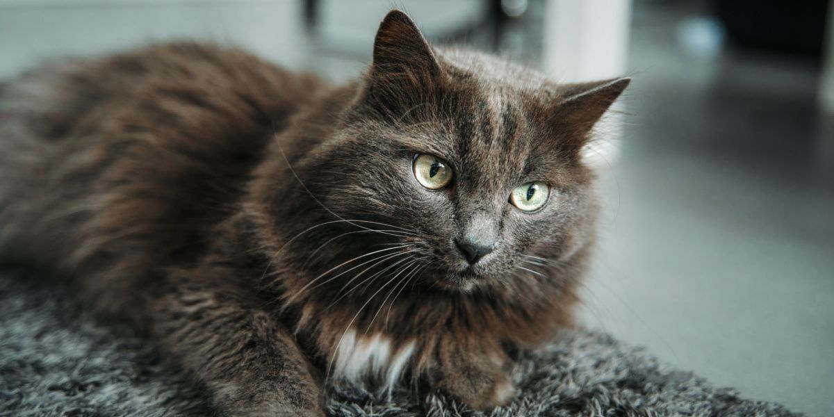 Een close-up portret van een grijze kater met opvallende groene ogen, die de intense en boeiende blik van de kat vastlegt.