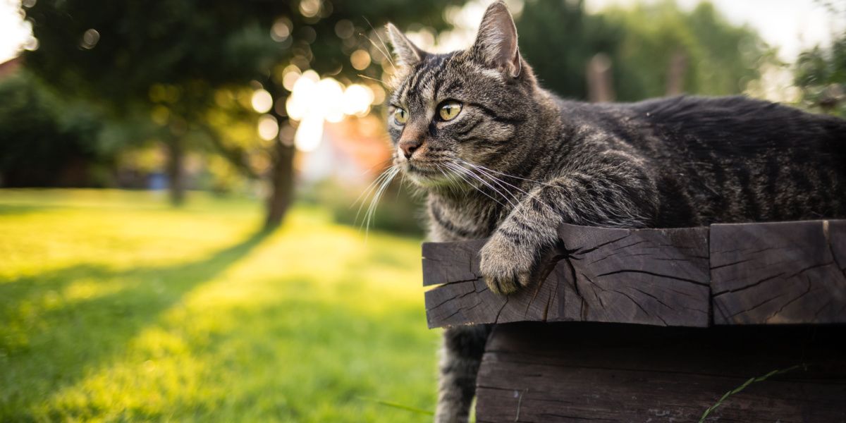 Beste anime kattennamen: Leuke tabby bruine Europese korthaar kat die buiten op houten bank ligt