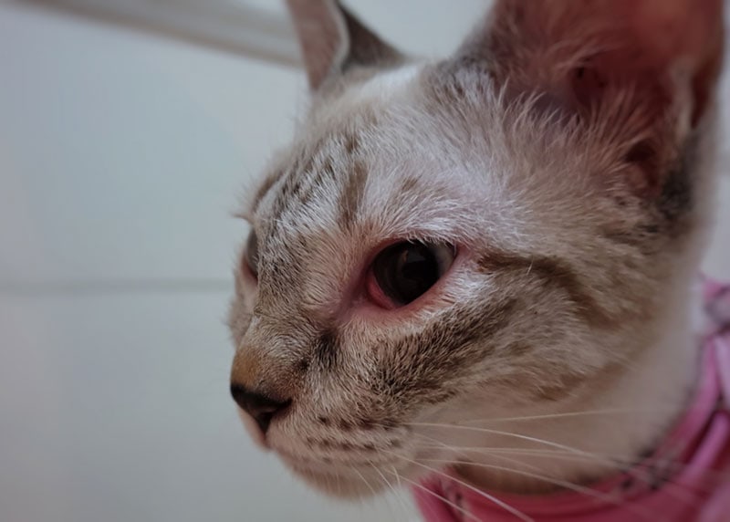 een kat met ooginfectie
