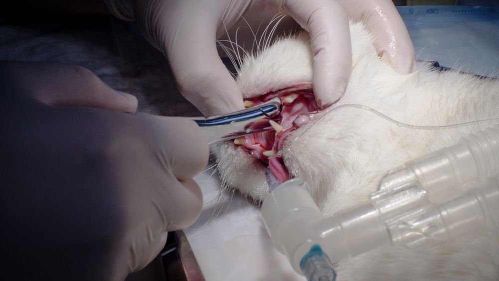 Foto van een kat die tandextractie onder narcose ondergaat