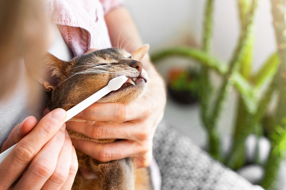 Afbeelding van een eigenaar die de tanden van een Abessijnse kat poetst