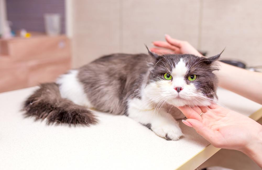 Katteneigenaar overlegt met een dierenarts over medicatie