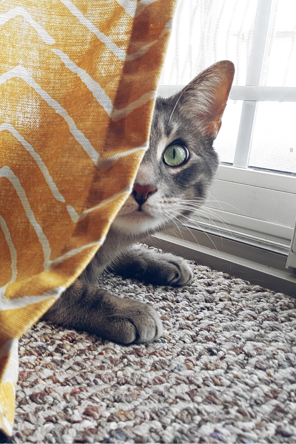 kat verstopt zich achter geel gordijn