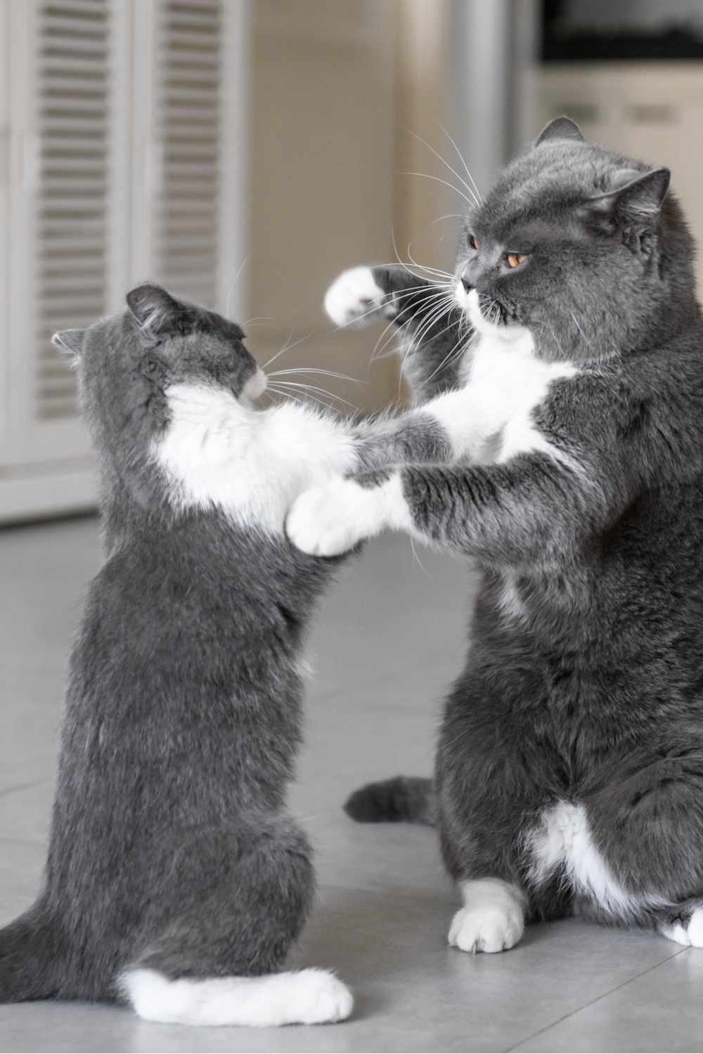 Twee grijze katten vechten