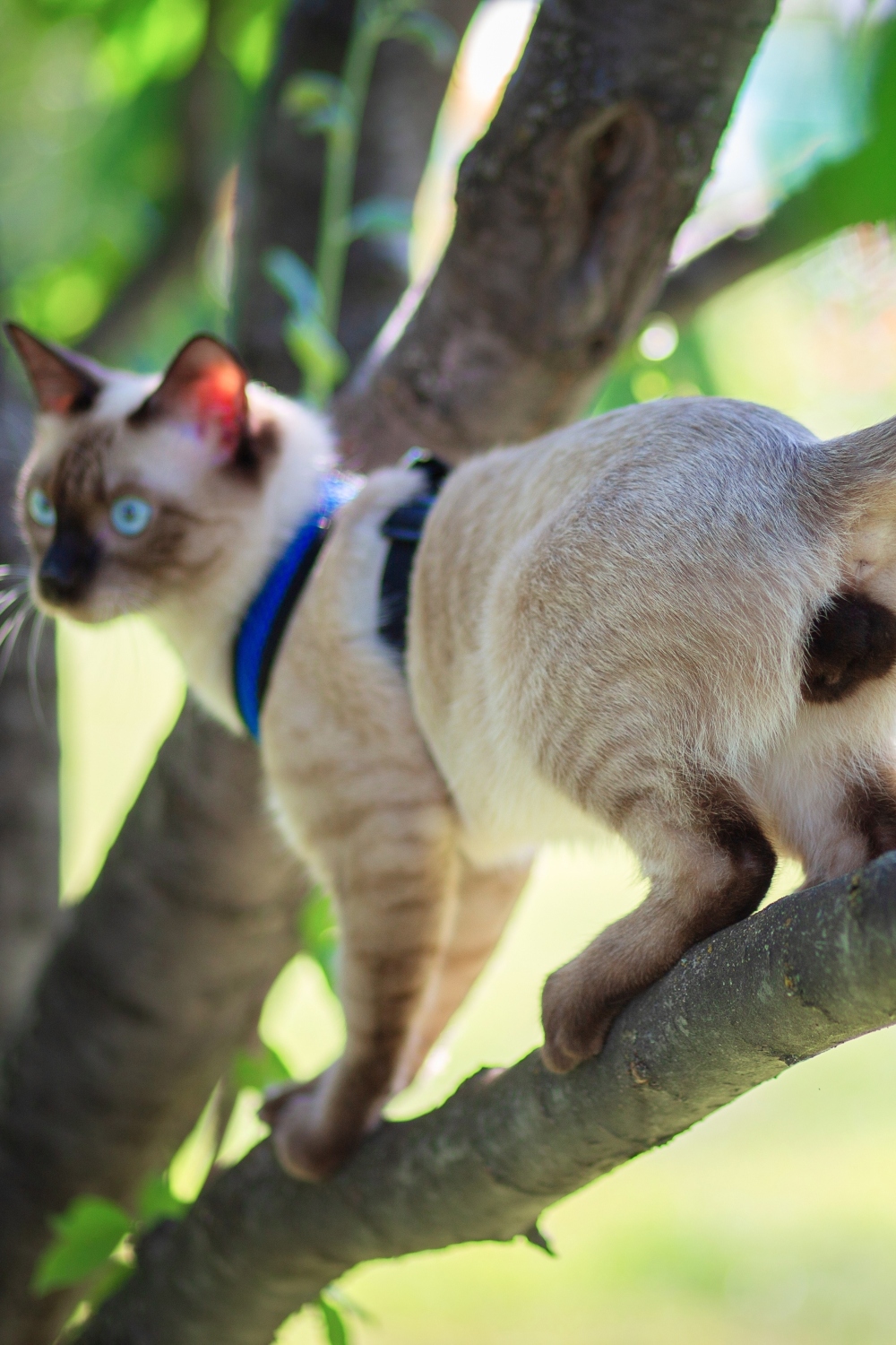 Siamese kat op boom