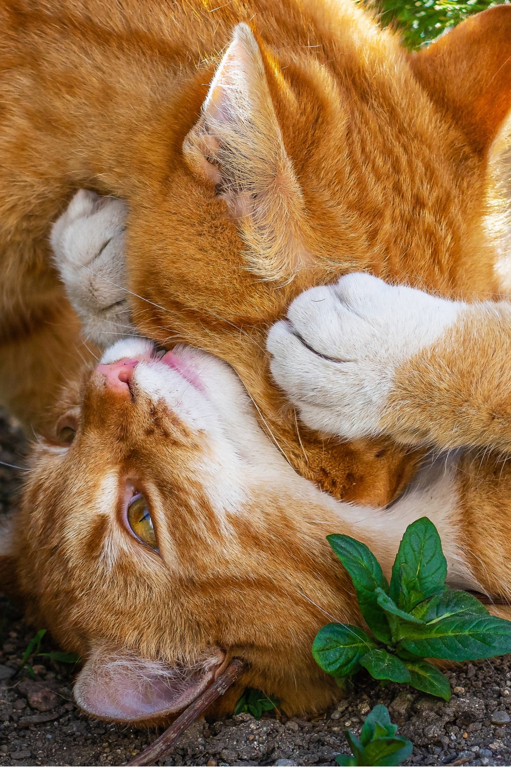 Twee oranje katten spelen