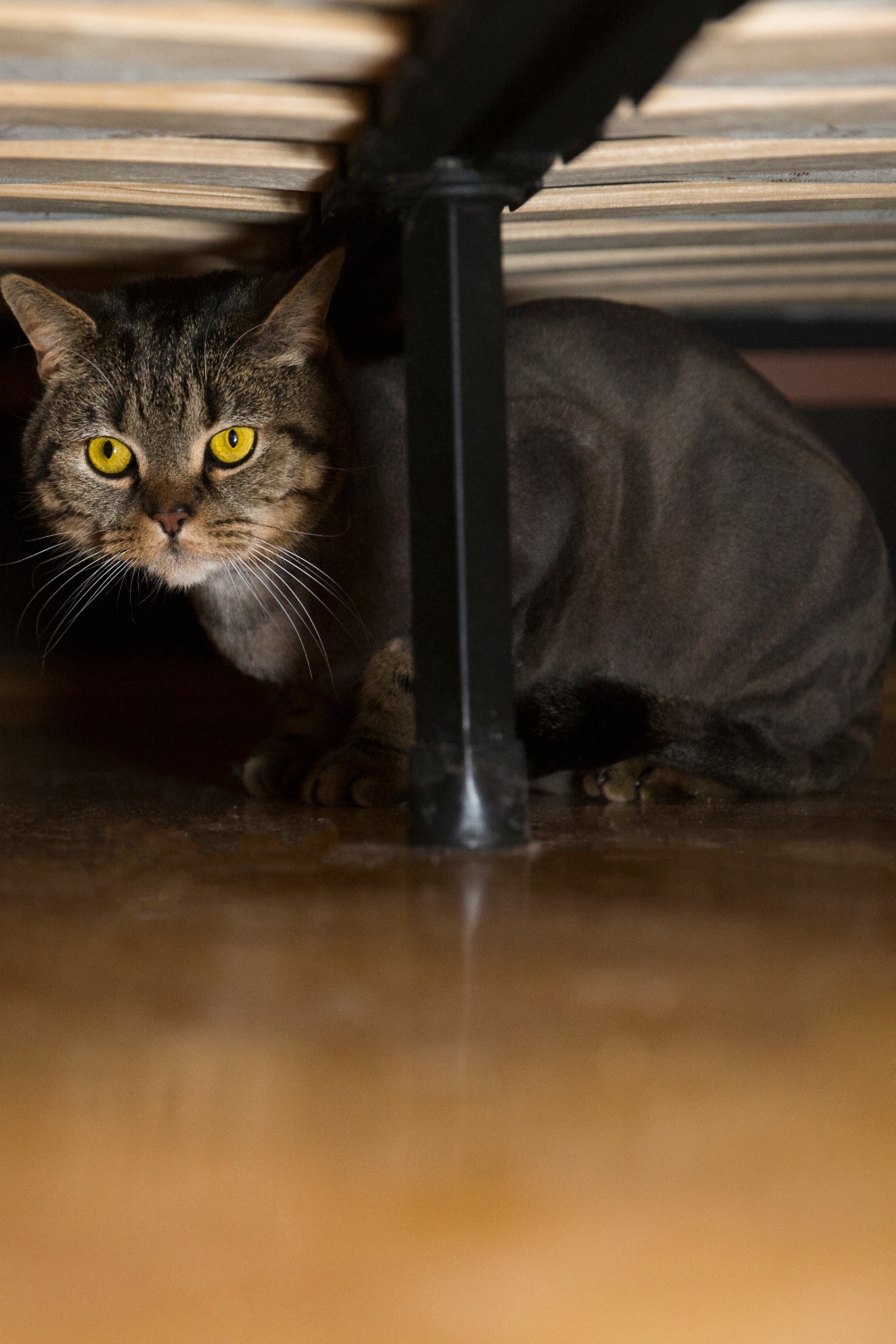 De kat zit onder het bed en verbergt zich