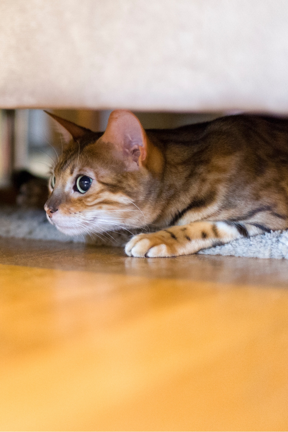 Een verwarde kat verbergt zich onder de bank