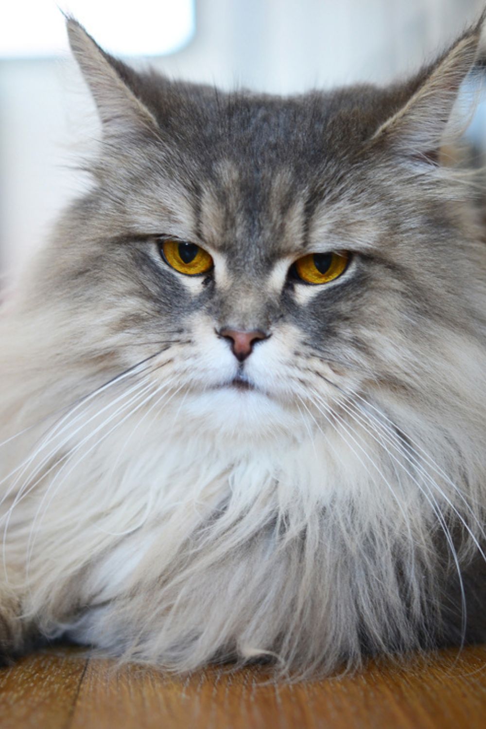 Grey Perzische kat
