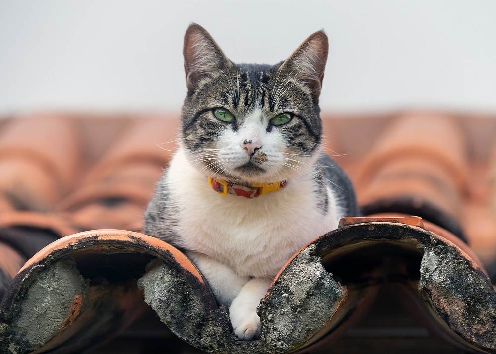 Feiten over mannelijke katten: Een tabby mannelijke kat op een dak en onderzoekt zijn omgeving met een waakzame houding.