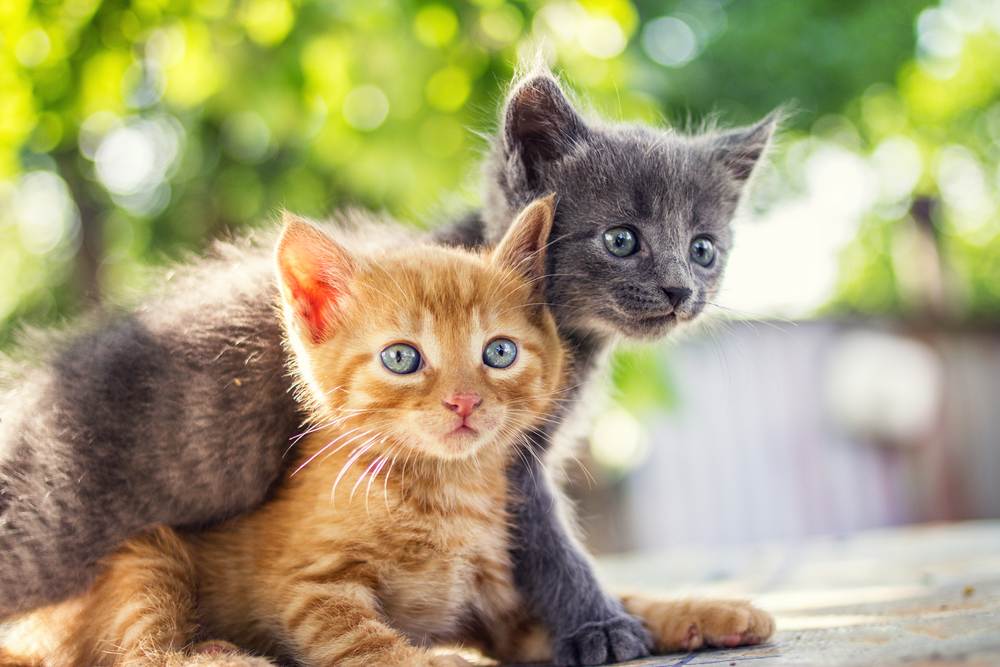 Feiten over mannelijke katten: Twee schattige kittens die speels met elkaar omgaan en hun jeugdige energie en schattigheid laten zien