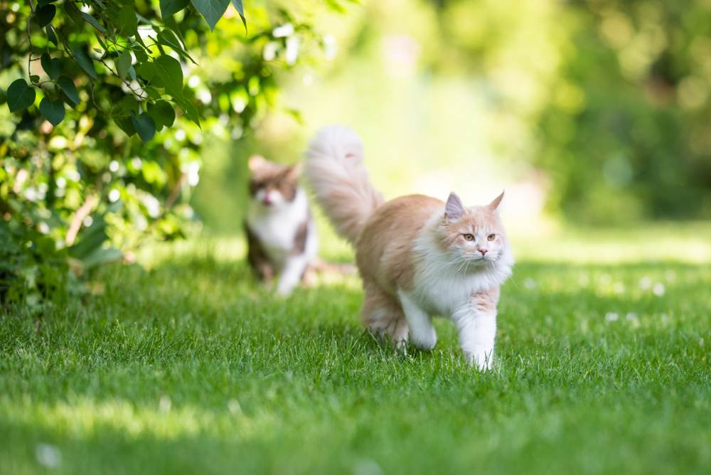 Feiten over mannelijke katten: Een Maine Coon-kat met een donzige staart die wegloopt en zijn majestueuze en onderscheidende uiterlijk laat zien.