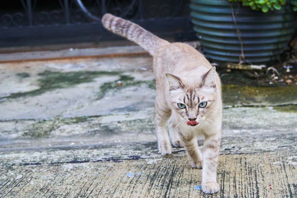 Kunnen katten hun weg naar huis vinden? Bruine kat die sierlijk over een cementen weg loopt en zijn elegante en zelfverzekerde pas laat zien