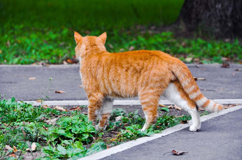 Kunnen katten hun weg naar huis vinden? Kat die zelfverzekerd over een verharde weg loopt en een gevoel van avontuur en onafhankelijkheid belichaamt.
