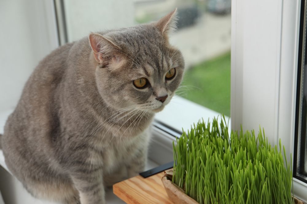 Kat in de buurt van vers tarwegras voor katten op een vensterbank binnenshuis