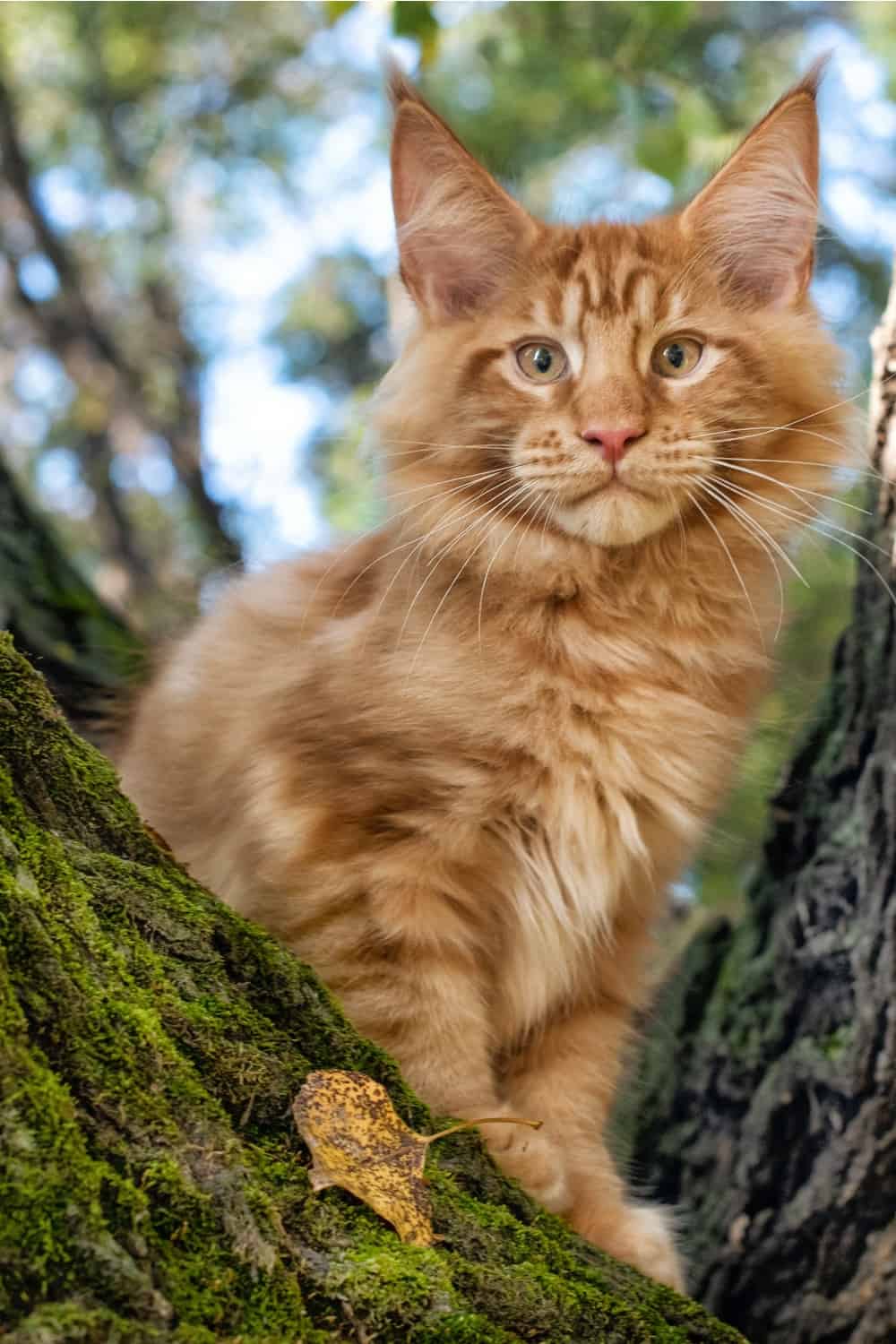 Maine Coon Kat op een boom
