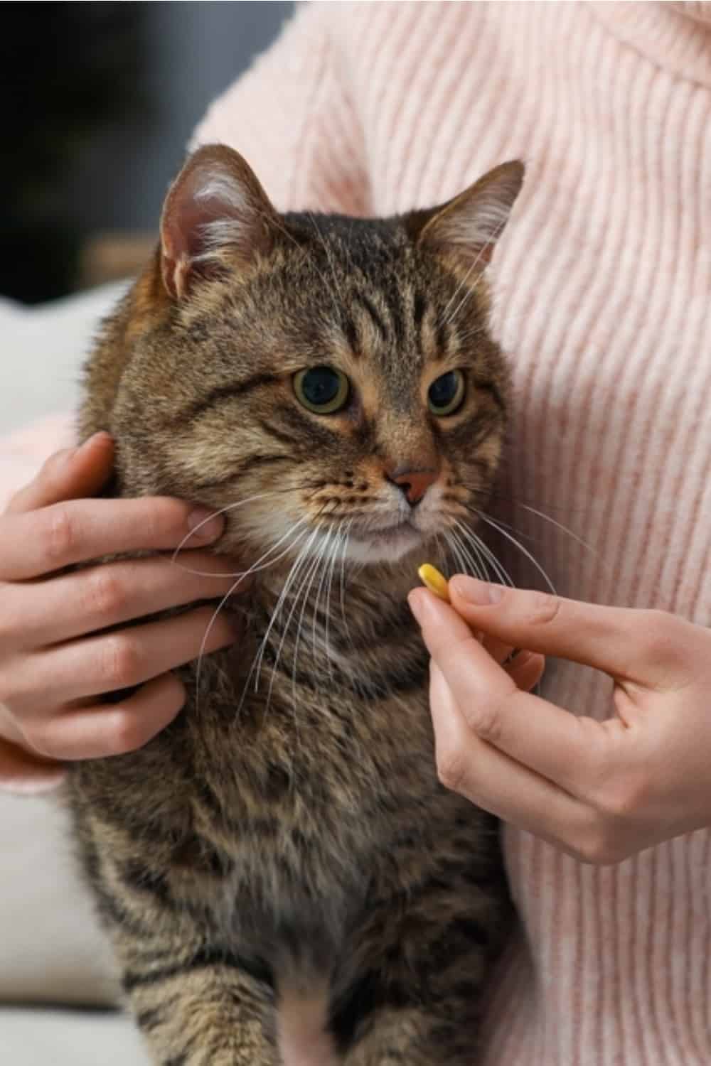 een vrouw geeft een antibioticum aan een kat