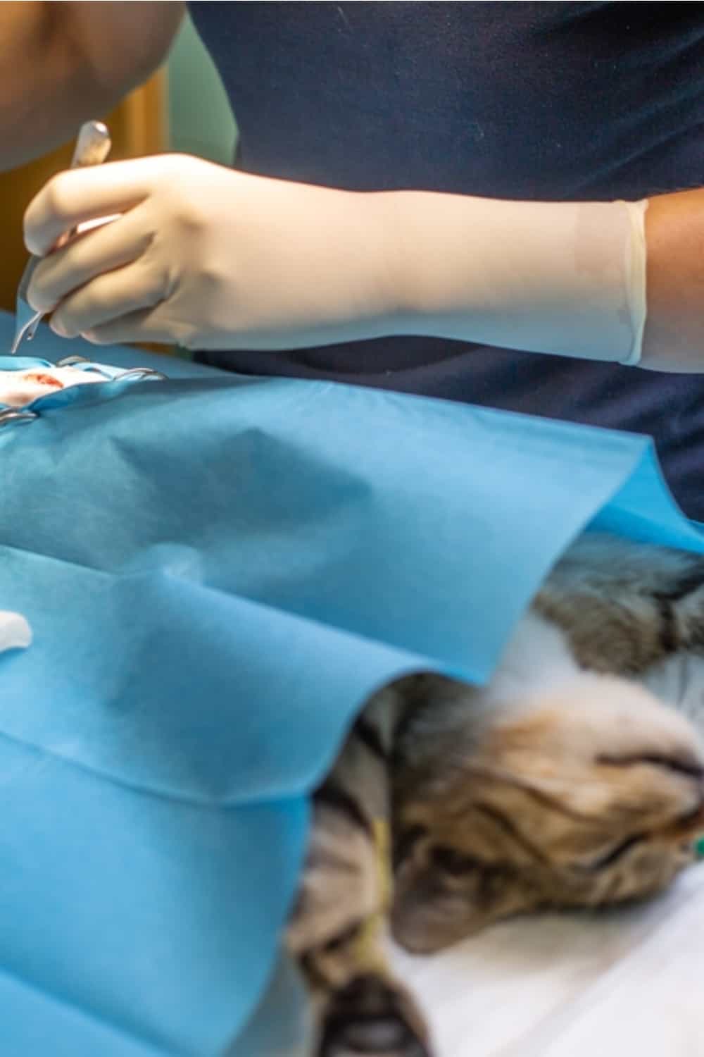 dierenarts steriliseert de kat op tafel