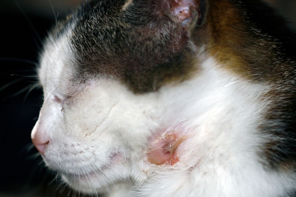 Afbeelding van de wond van een kat met pus, wat wijst op de noodzaak van snelle veterinaire aandacht en zorg