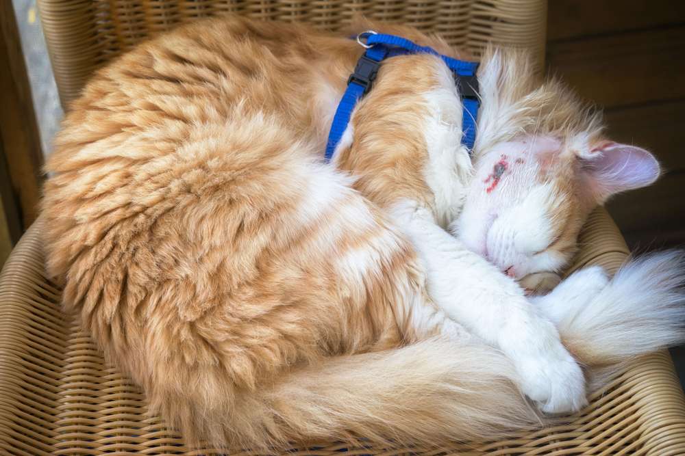 Kat vredig slapend met een genezend abces op zijn wang, wat de veerkracht en het herstelvermogen van katachtigen benadrukt.