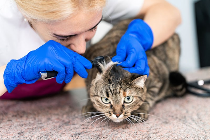 dierenarts onderzoekt de oren van een kat met een otoscoop