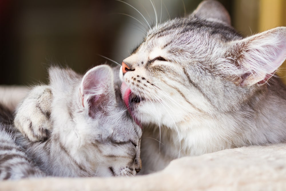 ZilverSiberische kat die haar kitten verzorgt