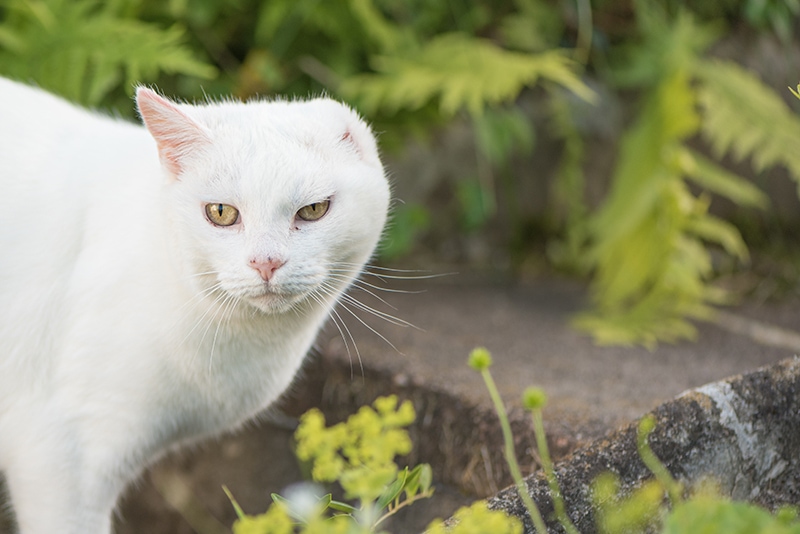 witte kat met geamputeerd oor die buiten loopt