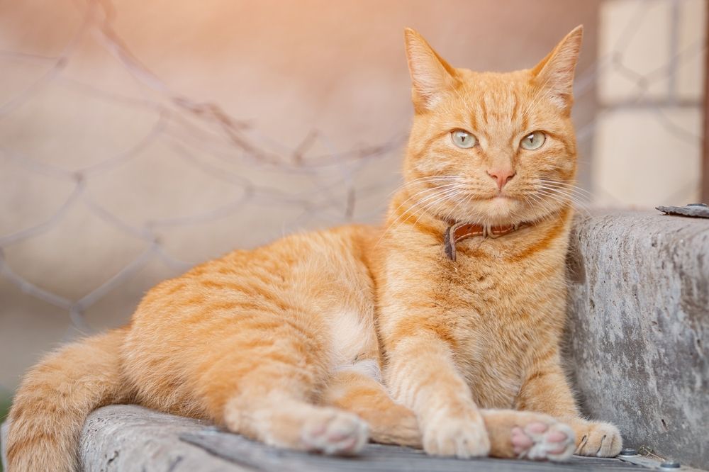 Beste anime kattennamen: Ontspannende oranje kat met rode leren halsband houdt territorium in de gaten