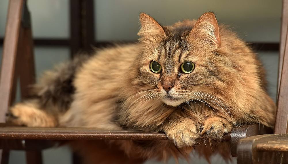 Beste anime kattennamen: mooie bruine donzige Noorse boskat