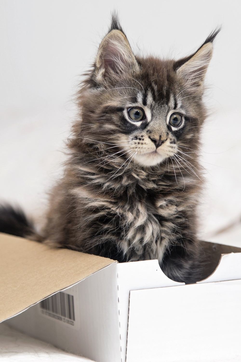 Maine Coon kitten in een doos