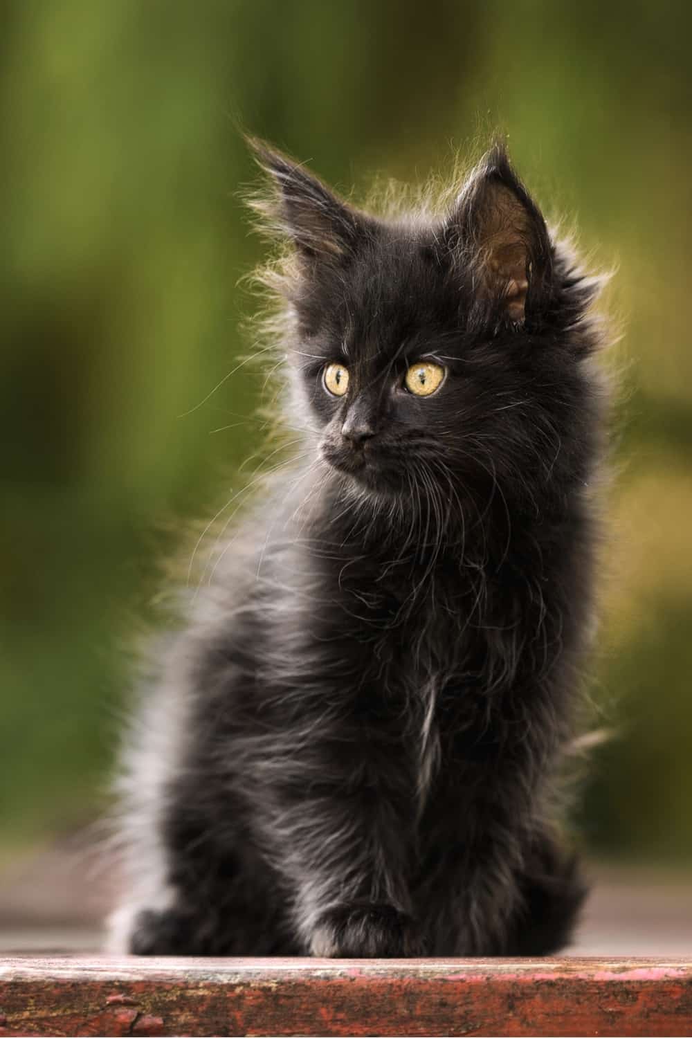 Zwarte Maine Coon kitten