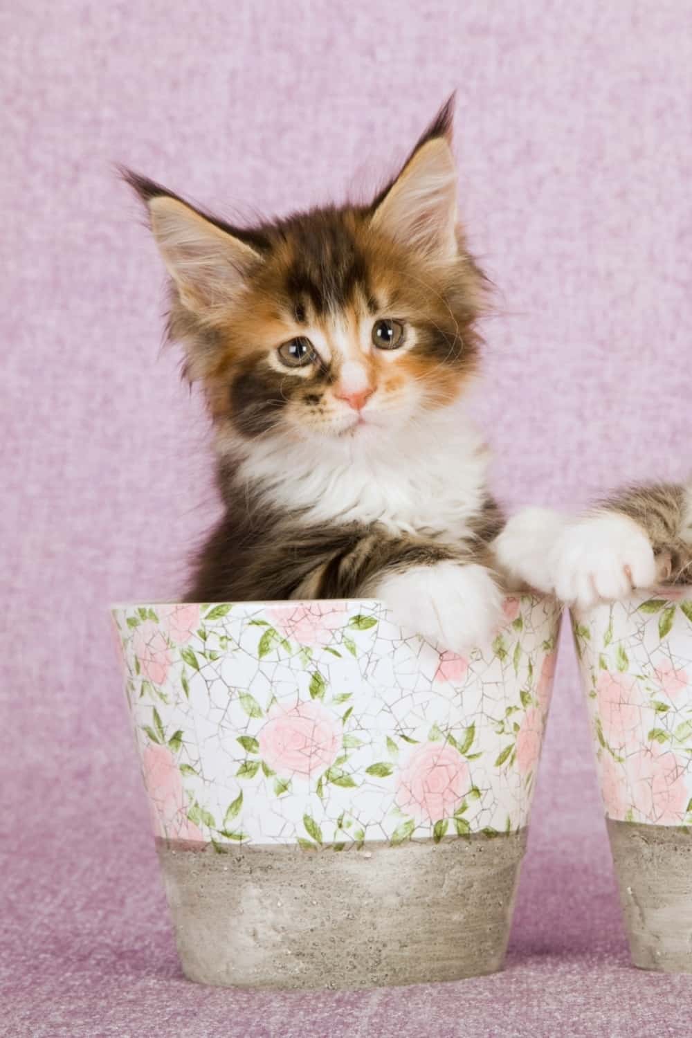 Foto van Maine Coon kitten in een pot